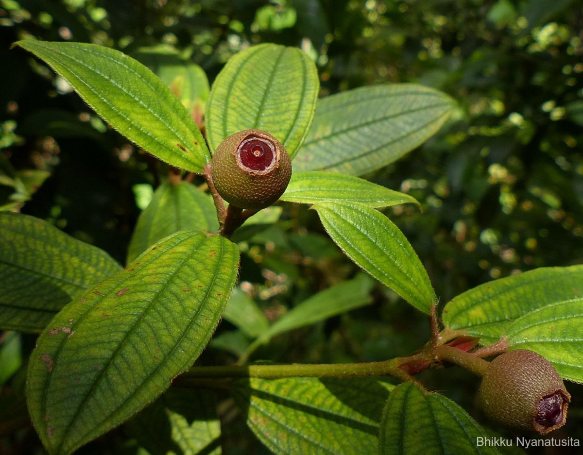 Melastoma malabathricum L.